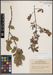 Foto von Salix caprea L. x Salix silesiaca Willd.